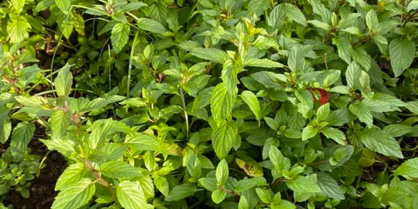 HERBS